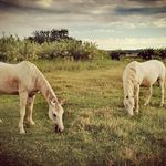 mia gerber❤️🐴❤️🐴 - @mia_gerber7058 - Instagram