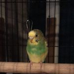 Mia Greer - @ayla_da_parakeet - Instagram