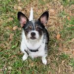 Mia Pia Griggs - @mia.the.pup123 - Instagram
