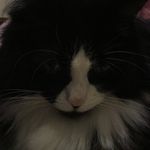 Mia henderson - @kittycat_central11 - Instagram