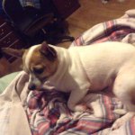Mia Hendrickson - @mias_animals - Instagram