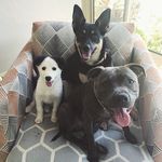 Mia, Hunter And Beau - @fostertales - Instagram