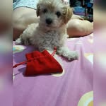 Mia Katrina 🐶👑 - @miakatrina260419 - Instagram