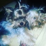 Major Mia - @major_mia_nizkoklon - Instagram