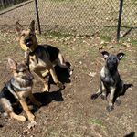 Mia & Gunner & Major - @deangelis_dawgs - Instagram