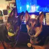 Mia & Major - @miaandmajor - TikTok