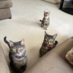 Mia, Marcus & Chloe - @kat_household - Instagram