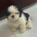 Mia Marrero Suriel 🐶 - @mia2404__ - Instagram