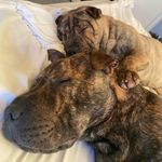 @teddy_mia_mcnulty - Instagram