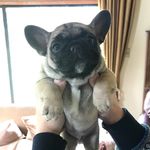 Mia Lindeen Meeks - @mia_the_frenchie_puppy - Instagram