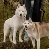 Mia & Miles🐾 - @miaandmilesadventures - TikTok