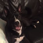 Mia Petty - @pettypuppymia - Instagram