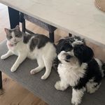 Mia & Prince - @miaandprincey - Instagram