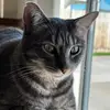 Mía&Prince - @miaprincecats - TikTok