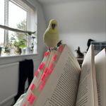 Mia Stansfield - @mia_reads_sometimes - Instagram
