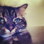 mia riddle😽💋 - @furball4ever - Instagram