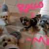 Mía, Toy, Noah, Rocco y Danna - @mia.toy.noah.rocco.danna - TikTok