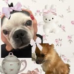 Mia and Sarah - @miasarahpuppies - Instagram