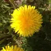 🌻Mia🌻 - @mia.savage2 - TikTok