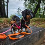 Paola,Mia e Soleil | Sulle montagne 🇨🇭 con il cane - @mia_la_scalatrice - Instagram
