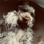 Mia Scala - @mia_scala_the_spinone - Instagram