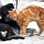 Mia Shaffer - @feature.pets.stories - Instagram