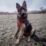 Mia - @mia_shepherd_dog - Instagram