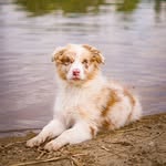 🐾Mia🐾 - @miashepherd.berlin - Instagram