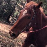 mia shepherd ❤️‍🔥🐎 - @mia.horse.riding - Instagram