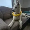 ~🐾🤍MIA🤍🐾~ - @swiss_shepherd_mia - TikTok