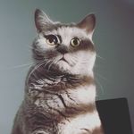 MIA - @mia.shorthair - Instagram