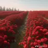 mia - @miashort3 - TikTok