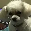 miannasledge - @miannasledge - TikTok