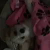 Mia swift - @swiftmia123 - TikTok