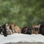 Mia Williamson - @frenchiepuppies2022 - Instagram