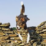 Mia Williamson - @miss_mia_the_collie - Instagram