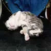 Micaela Oliver - @miquita.oliver - TikTok