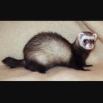 Micah Brewer - @horace.brewer - Instagram
