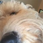 Micah Cunningham - @carlisfluffy - Instagram