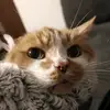 (ノ^_^)ノ - @flackshack - TikTok