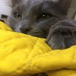 Micah Meyers - @micahmeyers_cat - Instagram