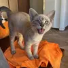 Sofiapeppalenon_ - @micah_meyers34 - TikTok
