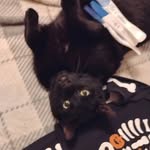 Micah Murphy - @mickeymouseeatspeople - Instagram