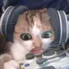 micah - @micah.salad - TikTok
