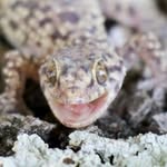 Micah Willis - @spam.wi11_i_is.60 - Instagram