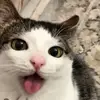 Micah Madwolf - @micah.madwolf - TikTok