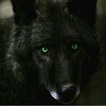 Micah - @micah_wolf_therian - Instagram