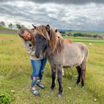 Alltag | Pferde | dōTERRA Öle & Training - @michaela.gerbl - Instagram