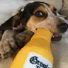 Michael Alfieri - @michaelalfieri04 - TikTok
