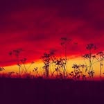 Michael Alpers - @alpersmichael - Instagram